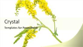  Presentation with medicinal plant - Presentation design featuring coumadin - medicinal plant melilotus officinalis yellow background and a soft green colored foreground