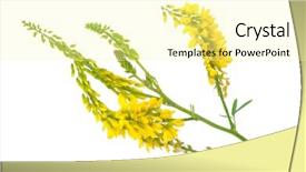  Presentation with medicinal plant - Beautiful slide set featuring coumadin - medicinal plant melilotus officinalis yellow backdrop and a blonde colored foreground