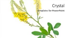  Presentation with medicinal plant - Colorful slide set enhanced with coumadin - medicinal plant melilotus officinalis yellow backdrop and a white colored foreground