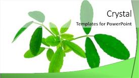  Presentation with medicinal plant - Colorful presentation design enhanced with coumadin - medicinal plant melilotus officinalis yellow backdrop and a white colored foreground