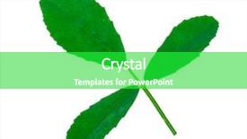  Presentation with medicinal plant - Colorful PPT theme enhanced with coumadin - medicinal plant melilotus officinalis yellow backdrop and a shamrock green colored foreground