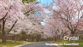  Presentation with maryland - Amazing PPT theme having counties - cherry blossom trees in montgomery backdrop and a violet colored foreground