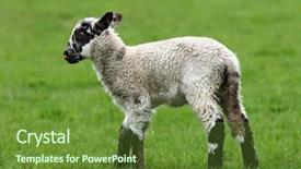  Presentation with counting sheep - PPT layouts featuring counting sheep - brown and white speckled lamb background and a tawny brown colored foreground