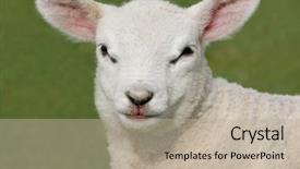 Presentation with counting sheep - Theme with counting sheep - face of a new born background and a mint green colored foreground
