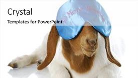  Presentation with counting sheep - Theme having counting sheep - funny goat wearing background and a white colored foreground