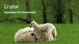 Presentation with counting sheep - Beautiful PPT theme featuring counting sheep - lamb poking its foot backdrop and a  colored foreground