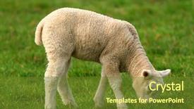  Presentation with counting sheep - Audience pleasing presentation theme consisting of counting sheep - solitary lamb eating grass backdrop and a tawny brown colored foreground
