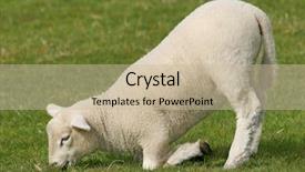  Presentation with counting sheep - Presentation theme having counting sheep - white lamb kneeling and eating background and a mint green colored foreground