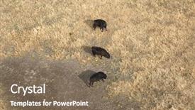  Presentation with cattle - Slide set with country austrilia - black cattle grazing aerial view background and a violet colored foreground