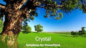  Presentation with old dry tree - Audience pleasing presentation theme consisting of country austrilia - gorgeous australian field backdrop and a tawny brown colored foreground