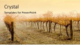  Presentation with rain forecasting - Slides having country austrilia - rain pours down on vineyard background and a blonde colored foreground