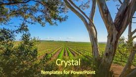  Presentation with vineyard - Slides featuring country austrilia - vineyard in the adelaide hills background and a tawny brown colored foreground