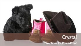  Presentation with country western - Beautiful PPT layouts featuring country dog - scottish terrier puppy backdrop and a tawny brown colored foreground