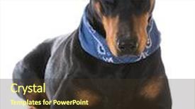  Presentation with cowboy hat - Colorful presentation theme enhanced with cowboy hat and bandanna backdrop and a tawny brown colored foreground