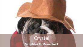  Presentation with country western - Slide set consisting of country dog - dog humanized with western hat and sweater - bulldog background and a violet colored foreground