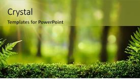  Presentation with moss - Presentation theme with country frames - closeup on moss in forest background and a yellow colored foreground