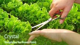  Presentation with green leaves - Amazing slide set having country kitchen - woman hands cropping green lettuce backdrop and a tawny brown colored foreground