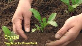  Presentation with beetroot - Slides with country kitchen - woman hands earthing beetroot sprouts background and a tawny brown colored foreground