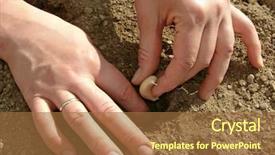  Presentation with garlic - Colorful slide deck enhanced with country kitchen - woman hands sowing garlic backdrop and a red colored foreground