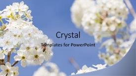  Presentation with pollen - Slide set with country life time - honeybee harvesting pollen from blossoming background and a light blue colored foreground