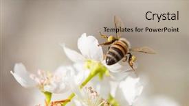  Presentation with pollen - Audience pleasing slide set consisting of country life time - honeybee harvesting pollen from blossoming backdrop and a light gray colored foreground