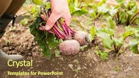  Presentation with beetroot - Colorful presentation design enhanced with country life time - man gathering some beetroot wearing backdrop and a  colored foreground
