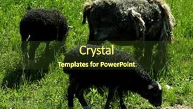  Presentation with livestock - Amazing PPT theme having country life time - paddock livestock in lawn backdrop and a  colored foreground