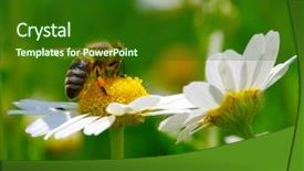  Presentation with bee - Presentation design with country living - bee on the chamomile flower background and a forest green colored foreground