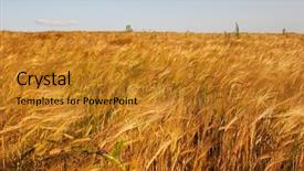  Presentation with red gold green field - Theme enhanced with cherryblossoms - white himeji castle is probably background and a light gray colored foreground