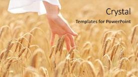  Presentation with agriculture field - Audience pleasing slides consisting of country nature summer holidays agriculture people concept close up young woman hand touching spikelets cereal field backdrop and a coral colored foreground