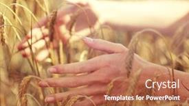  Presentation with agriculture field - PPT theme enhanced with up of young woman hands background and a red colored foreground