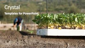  Presentation with blurred plants - Amazing slides having mufler - group of young plants backdrop and a tawny brown colored foreground