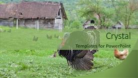  Presentation with thanksgiving - Beautiful slide deck featuring free thanksgiving - black turkey in the countryside backdrop and a seafoam green colored foreground
