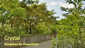 Presentation with forestry - Audience pleasing presentation design consisting of king coconut - royal palm with blue sky backdrop and a ocean colored foreground