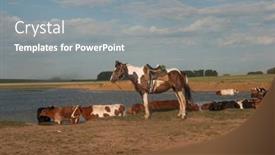  Presentation with horse riding - Presentation featuring country-shepherd-s-horse-equipped background and a gray colored foreground