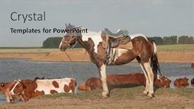  Presentation with horse riding - PPT theme with country-shepherd-s-horse-equipped background and a light gray colored foreground