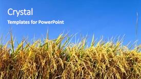  Presentation with country - Amazing presentation theme having rice plant - country view backdrop and a cobalt blue colored foreground