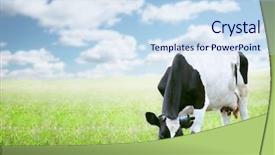  Presentation with western - Presentation theme with country western - cows in green field background and a sky blue colored foreground