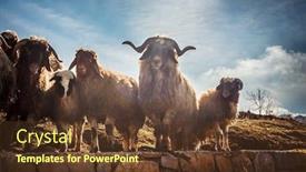  Presentation with domestic animals - Theme consisting of countryside-farm-a-herd background and a tawny brown colored foreground