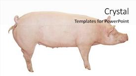  Presentation with pig - Presentation theme featuring county fair - big pink pig background and a sky blue colored foreground