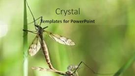  Presentation with water leaf - Slide set enhanced with couple gnats on the green leaf with water drop background and a yellow colored foreground