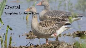  Presentation with good morning couple bed - Presentation design enhanced with couple greylag gooses standing in water background and a light gray colored foreground