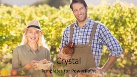  Presentation with egg - Amazing PPT theme having couple holding chicken and egg backdrop and a coral colored foreground