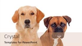 Presentation with dogs - Presentation design enhanced with couple-of-adult-dogs-isolated background and a coral colored foreground