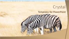  Presentation with dry - Cool new presentation theme with couple-of-african-plains-zebra backdrop and a cream colored foreground