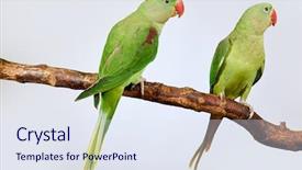  Presentation with white green - Cool new presentation design with couple of alexandrine parakeet green backdrop and a sky blue colored foreground