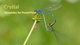  Presentation with breeding - Slide set with couple-of-azure-damselfly-coenagrion background and a tawny brown colored foreground