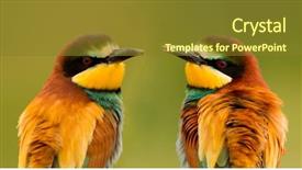  Presentation with eaters - Beautiful PPT theme featuring couple of bee-eaters looking backdrop and a tawny brown colored foreground