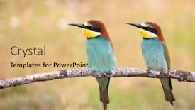  Presentation with eaters - Beautiful slide set featuring couple-of-bee-eaters-perched backdrop and a coral colored foreground
