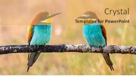  Presentation with eaters - Theme consisting of couple-of-bee-eaters-perched background and a yellow colored foreground